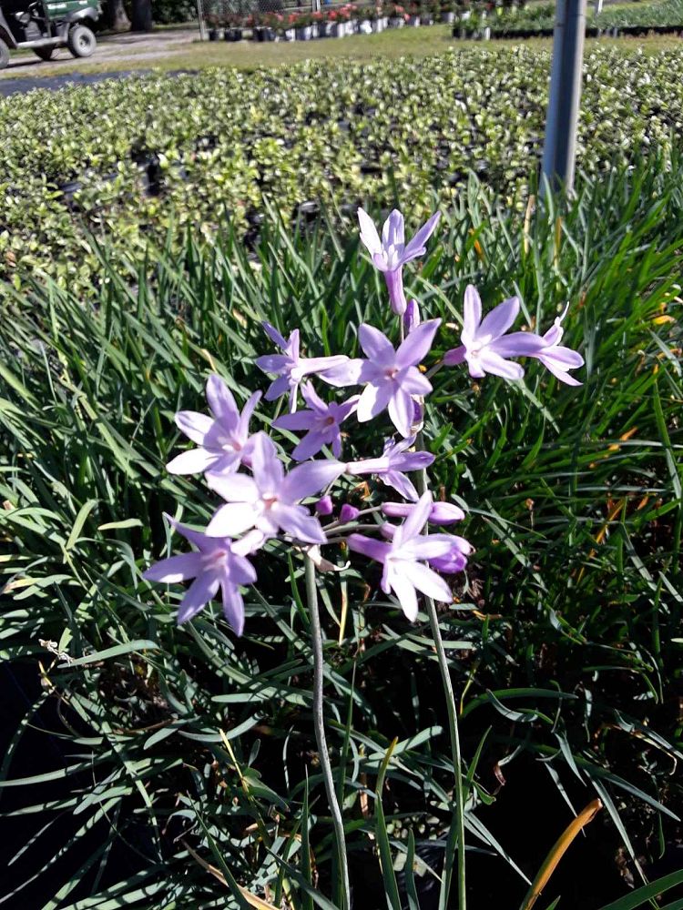 tulbaghia-violacea-society-garlic