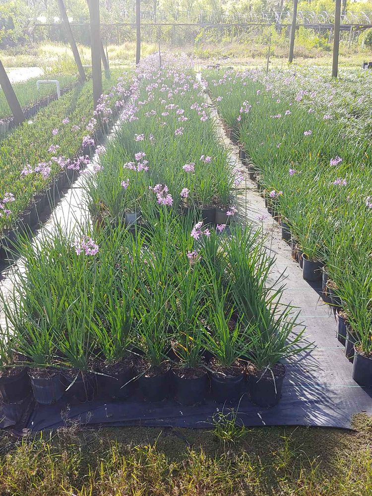 tulbaghia-violacea-society-garlic