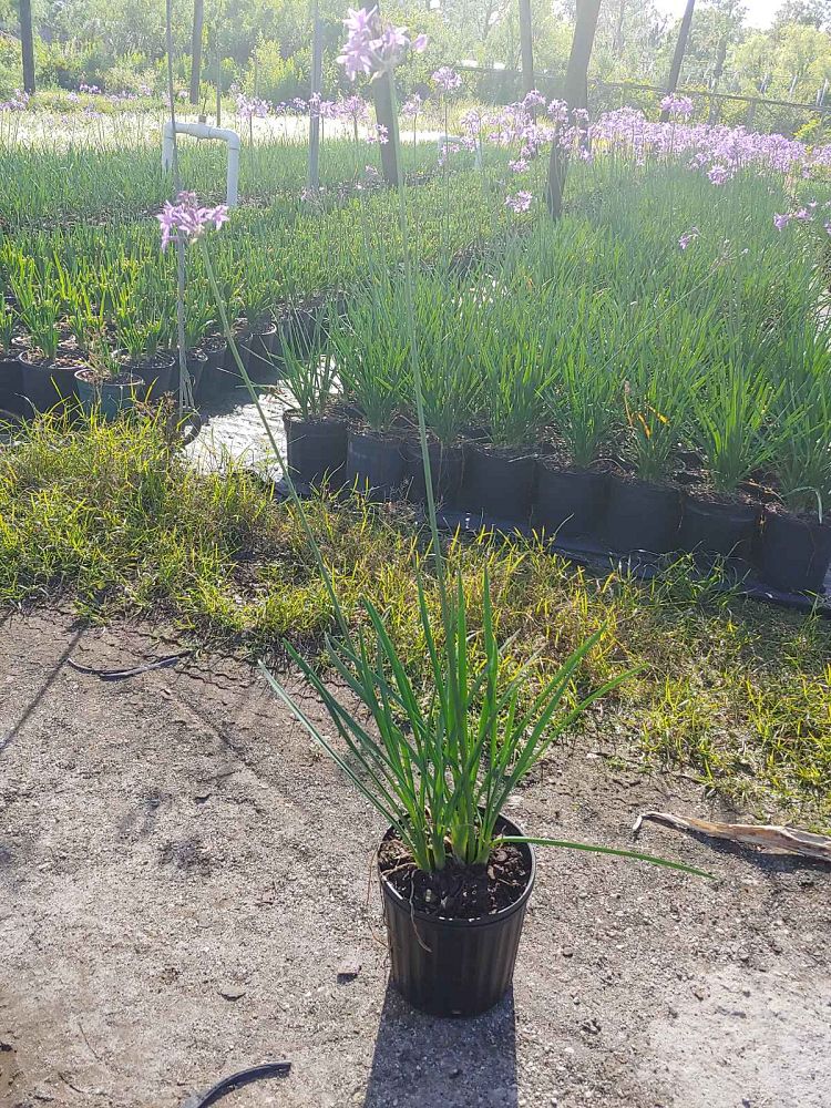 tulbaghia-violacea-society-garlic