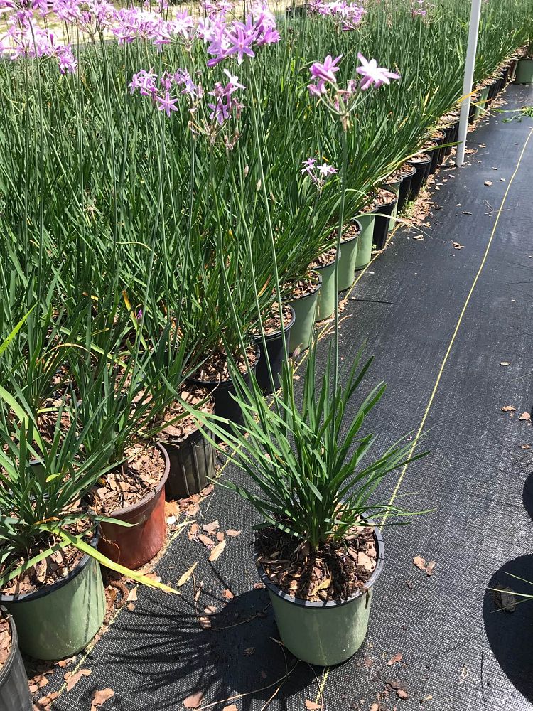 tulbaghia-violacea-society-garlic