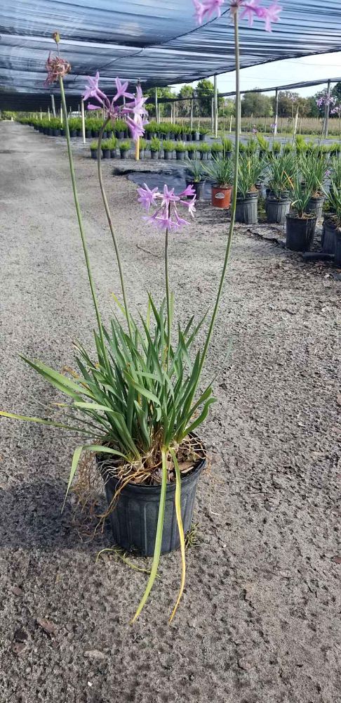 tulbaghia-violacea-society-garlic