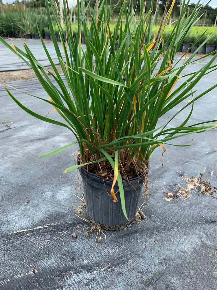 tulbaghia-violacea-society-garlic