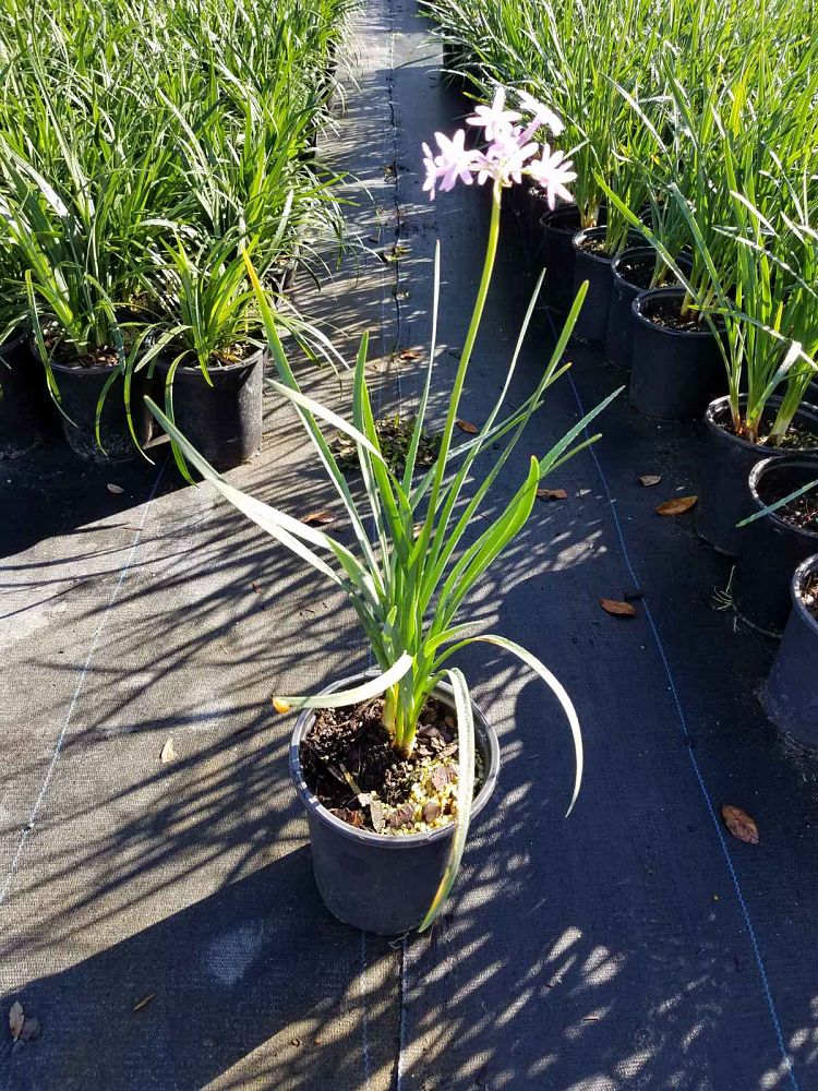 tulbaghia-violacea-society-garlic