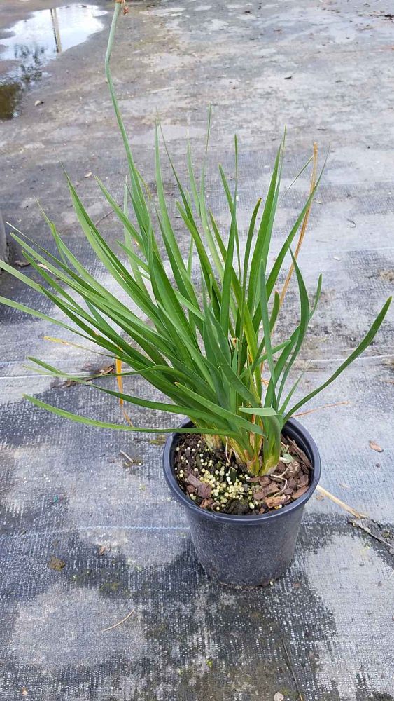 tulbaghia-violacea-society-garlic