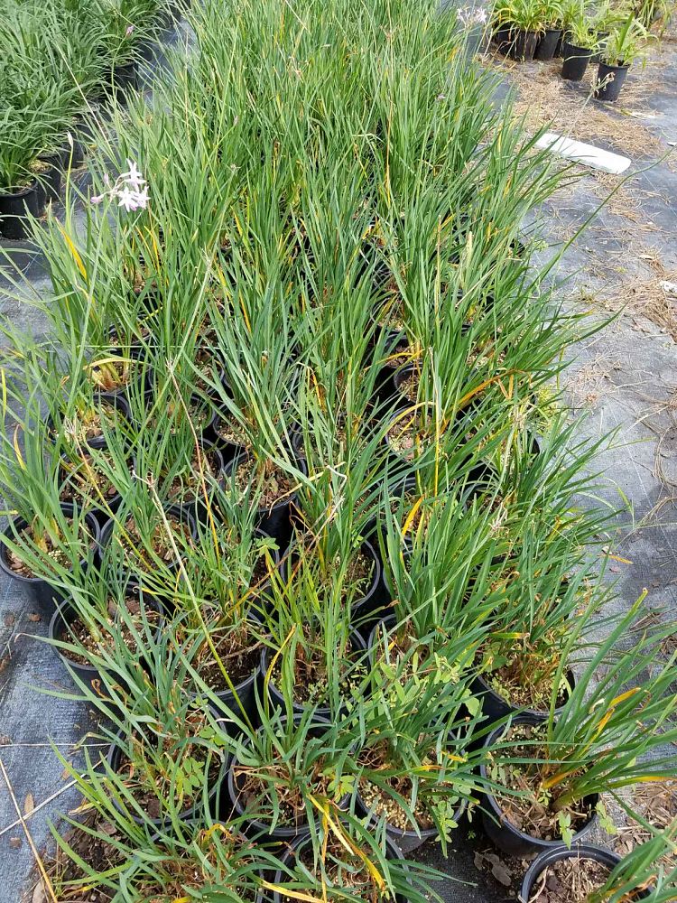 tulbaghia-violacea-society-garlic