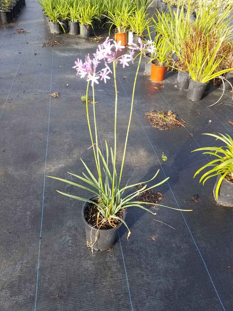 tulbaghia-violacea-society-garlic