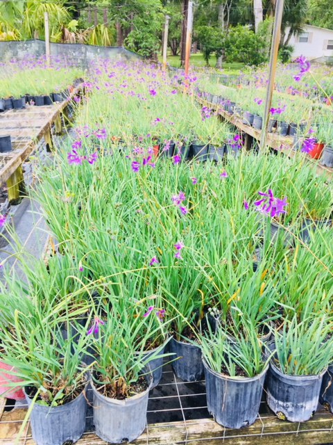 tulbaghia-violacea-society-garlic