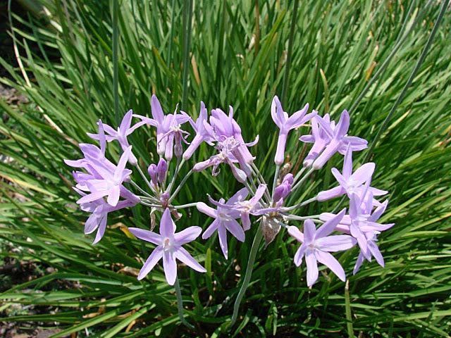 tulbaghia-violacea-society-garlic
