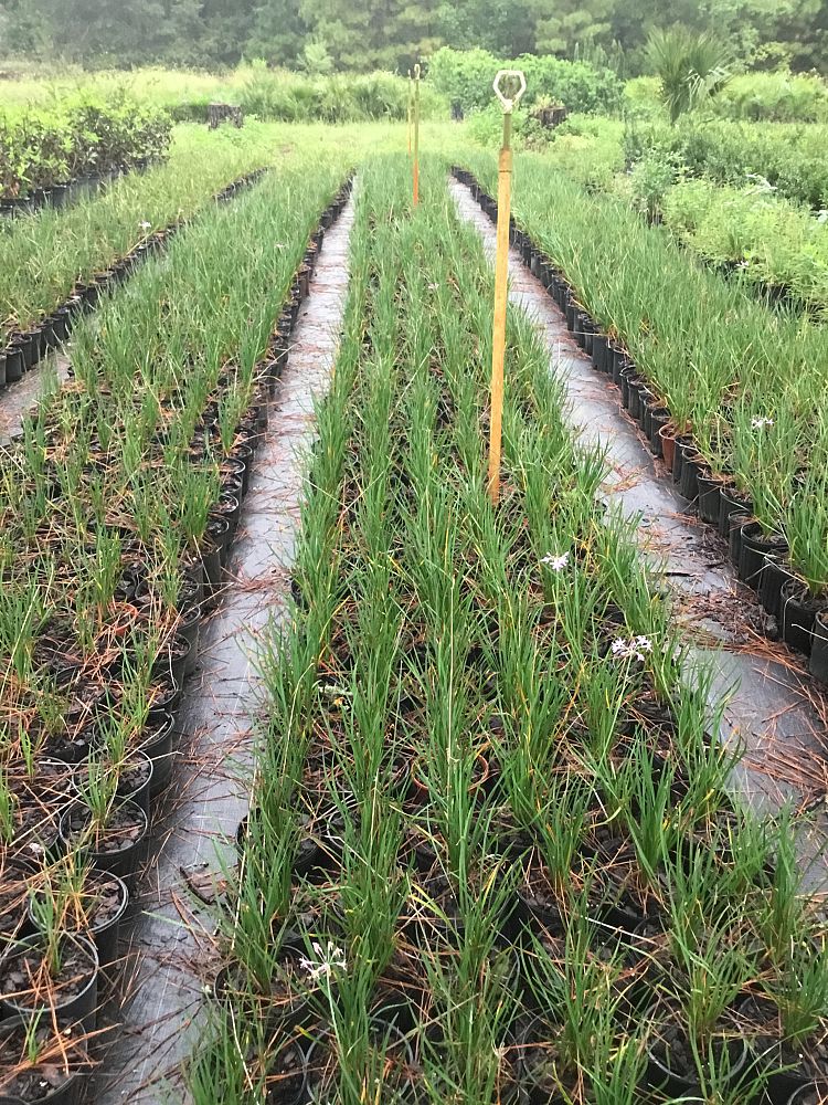 tulbaghia-violacea-society-garlic