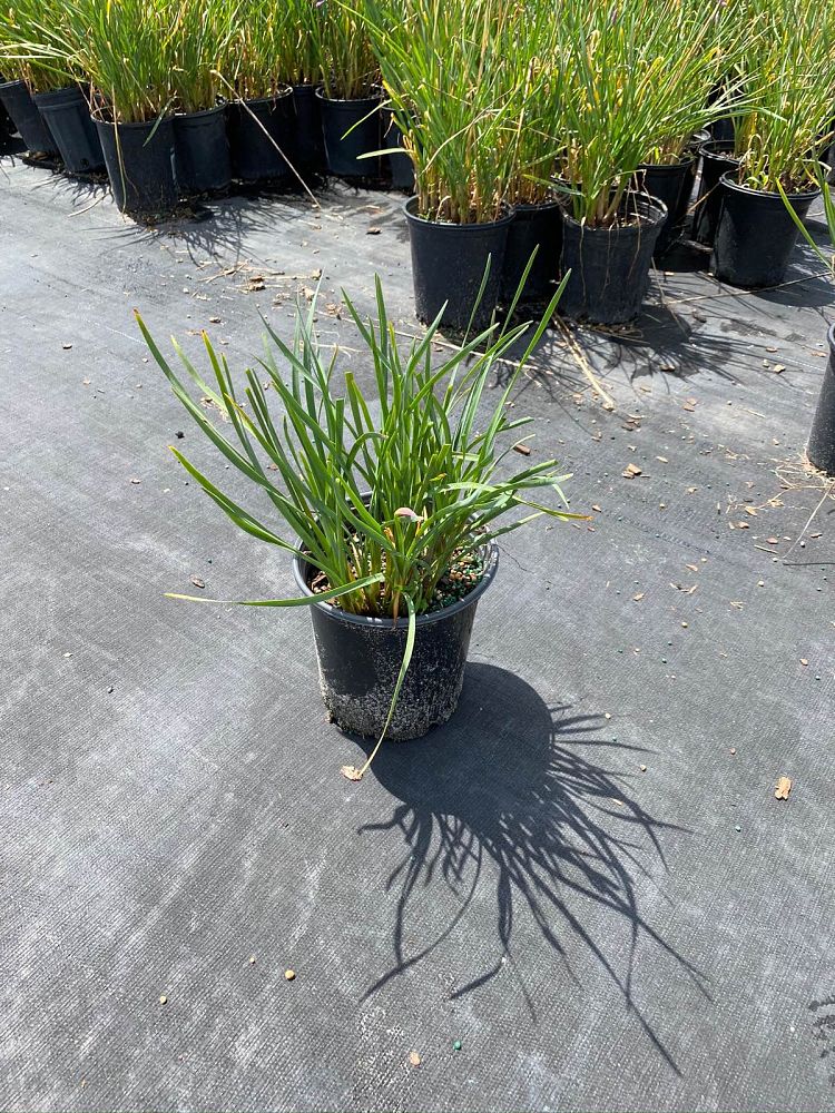 tulbaghia-violacea-society-garlic