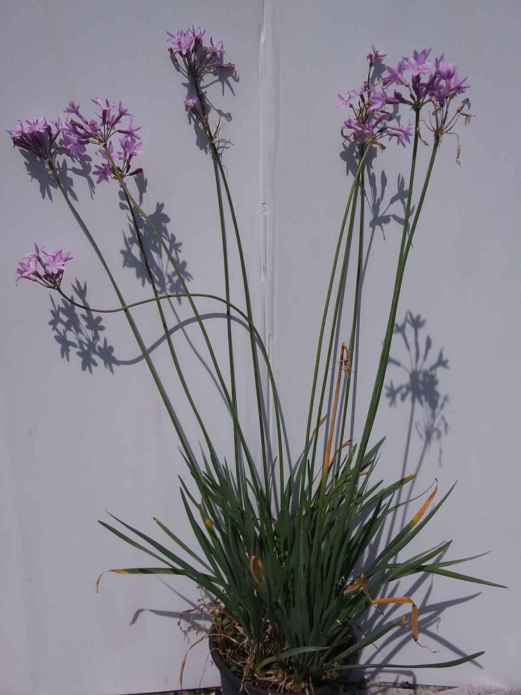tulbaghia-violacea-society-garlic