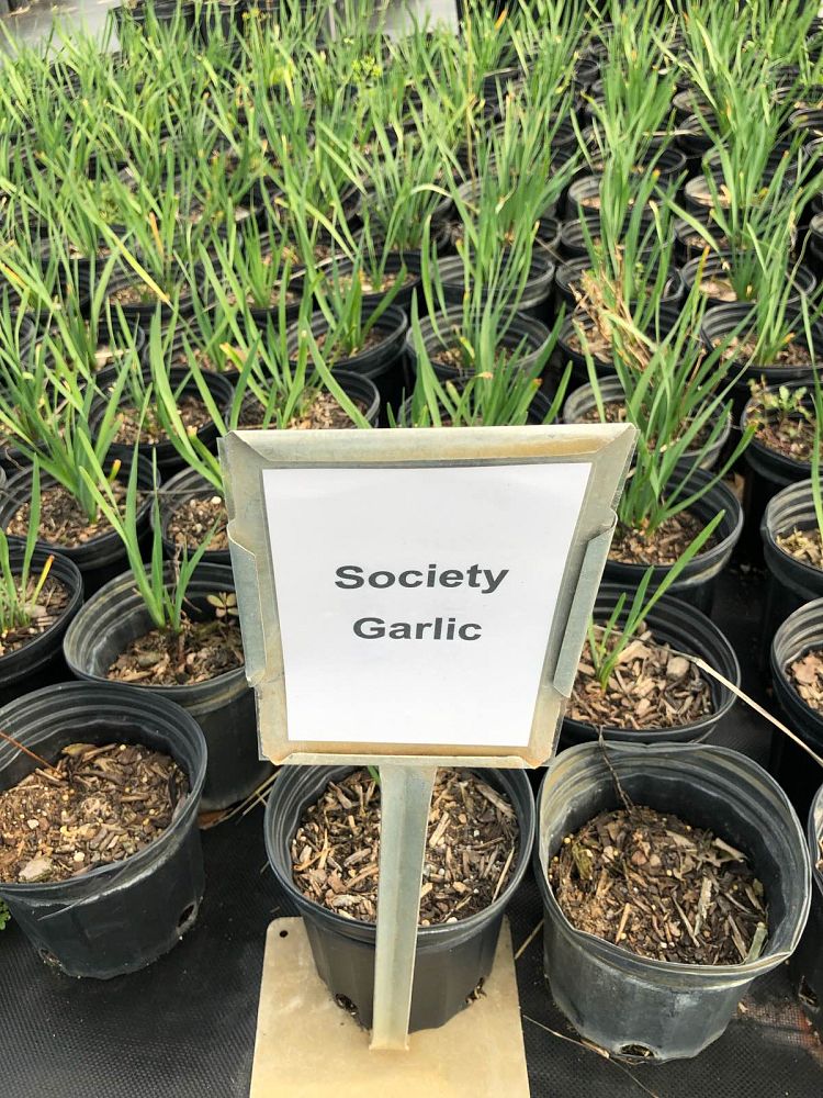 tulbaghia-violacea-society-garlic