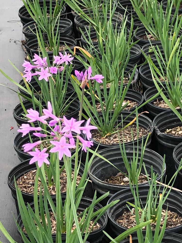 tulbaghia-violacea-society-garlic