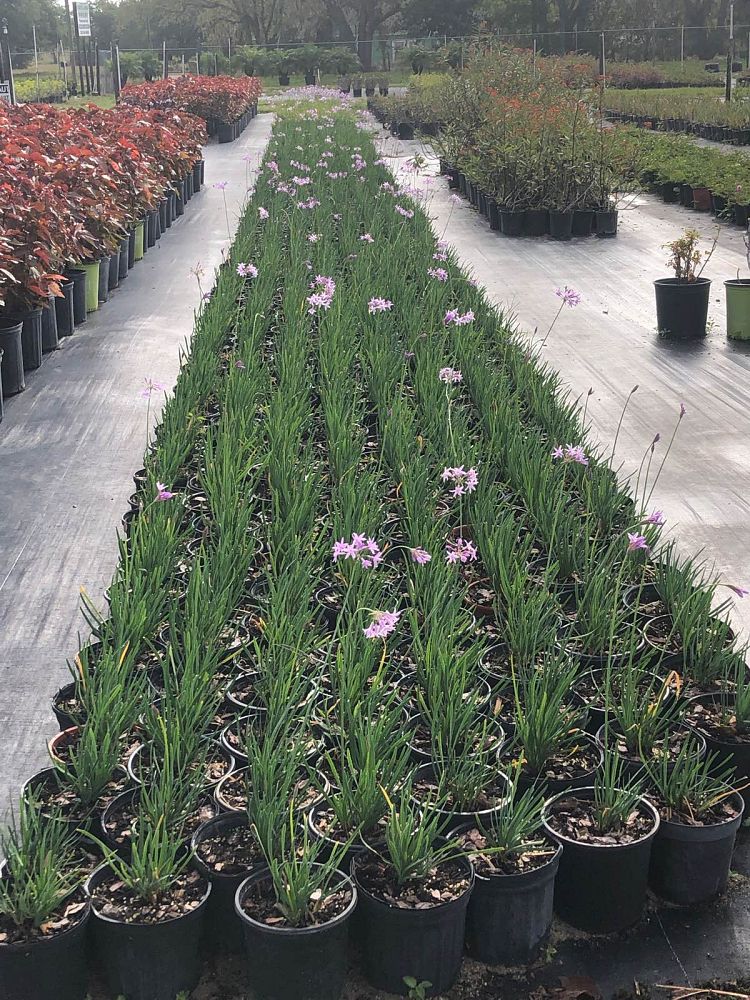 tulbaghia-violacea-society-garlic