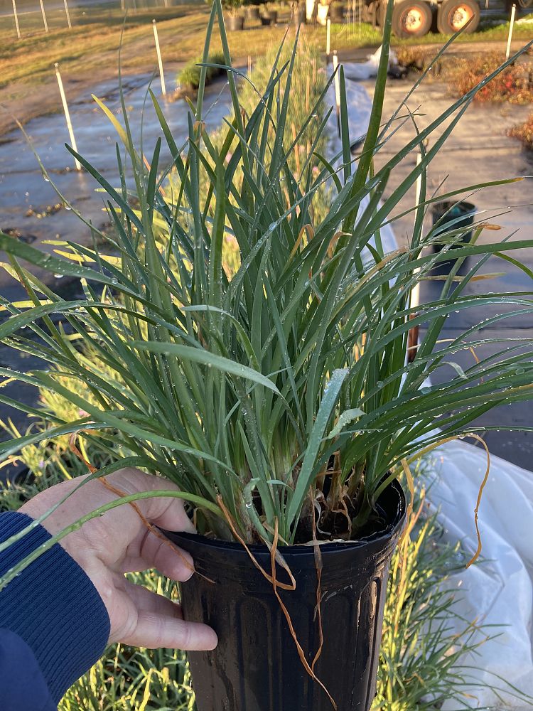 tulbaghia-violacea-society-garlic