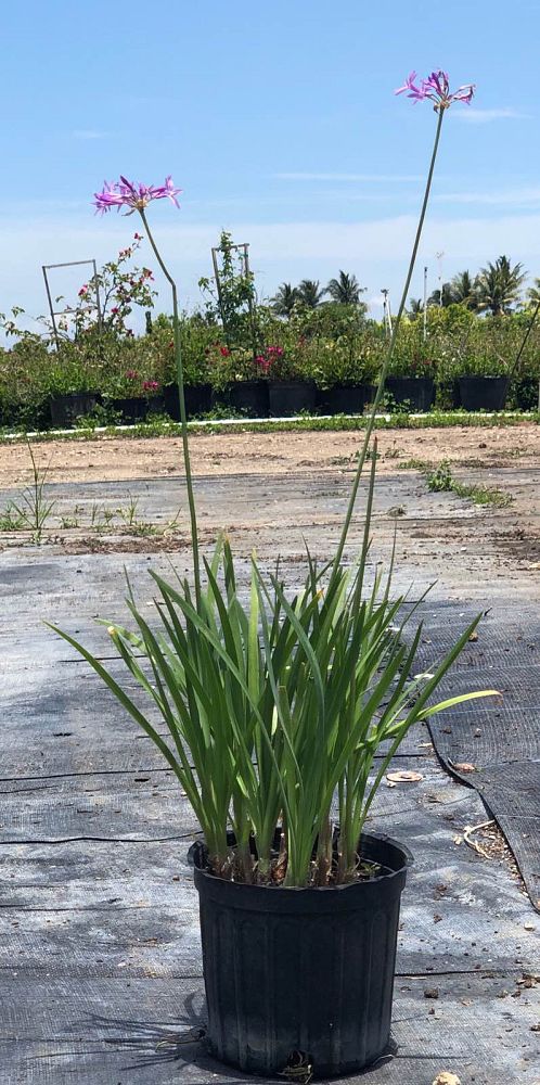 tulbaghia-violacea-society-garlic