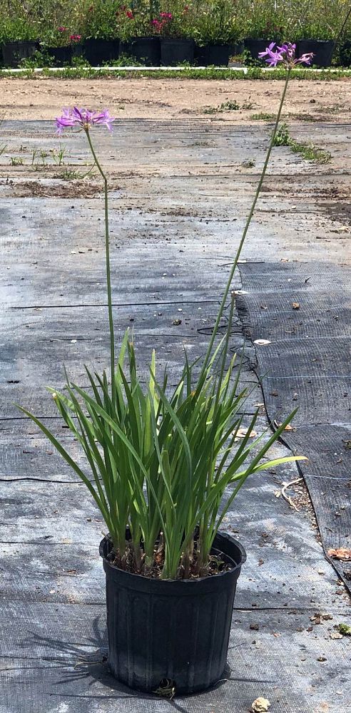 tulbaghia-violacea-society-garlic