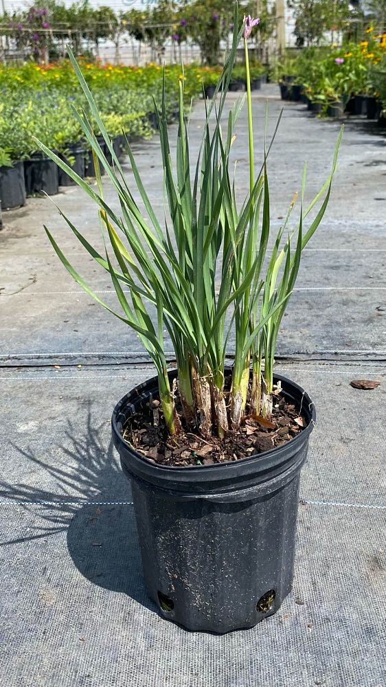 tulbaghia-violacea-society-garlic