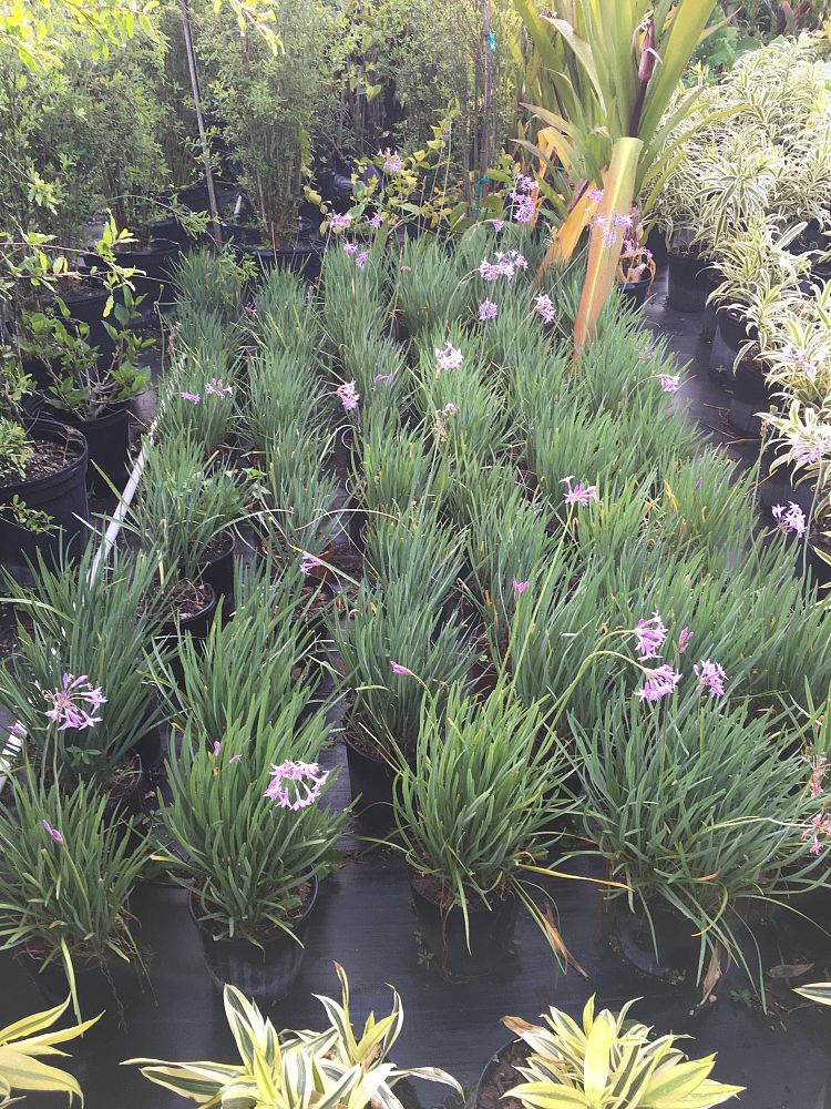 tulbaghia-violacea-society-garlic