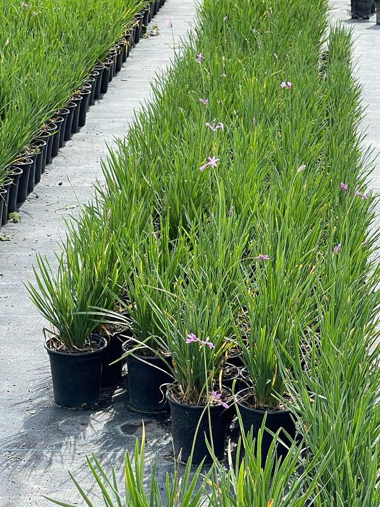 tulbaghia-violacea-society-garlic