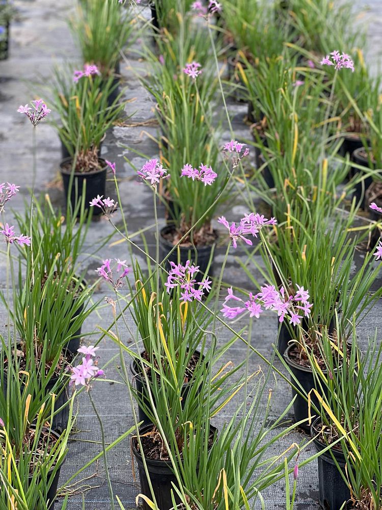 tulbaghia-violacea-society-garlic