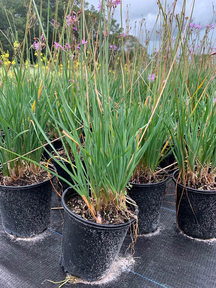 tulbaghia-violacea-society-garlic
