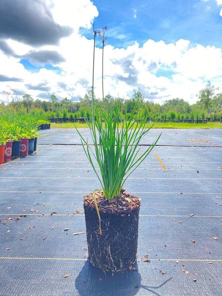 tulbaghia-violacea-society-garlic