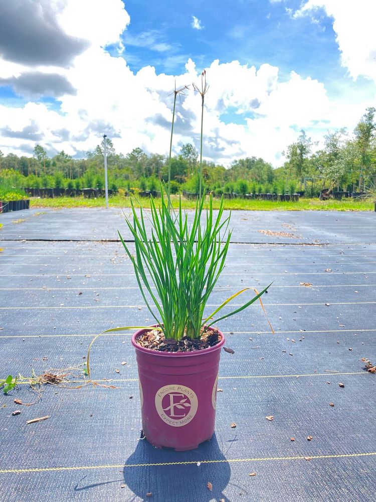 tulbaghia-violacea-society-garlic