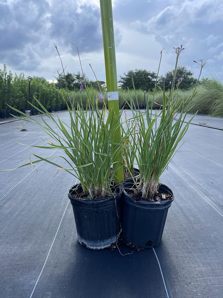 tulbaghia-violacea-society-garlic