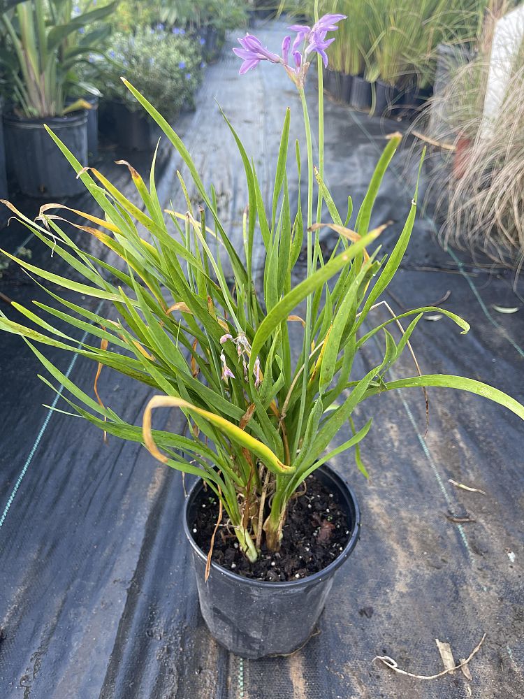 tulbaghia-violacea-society-garlic