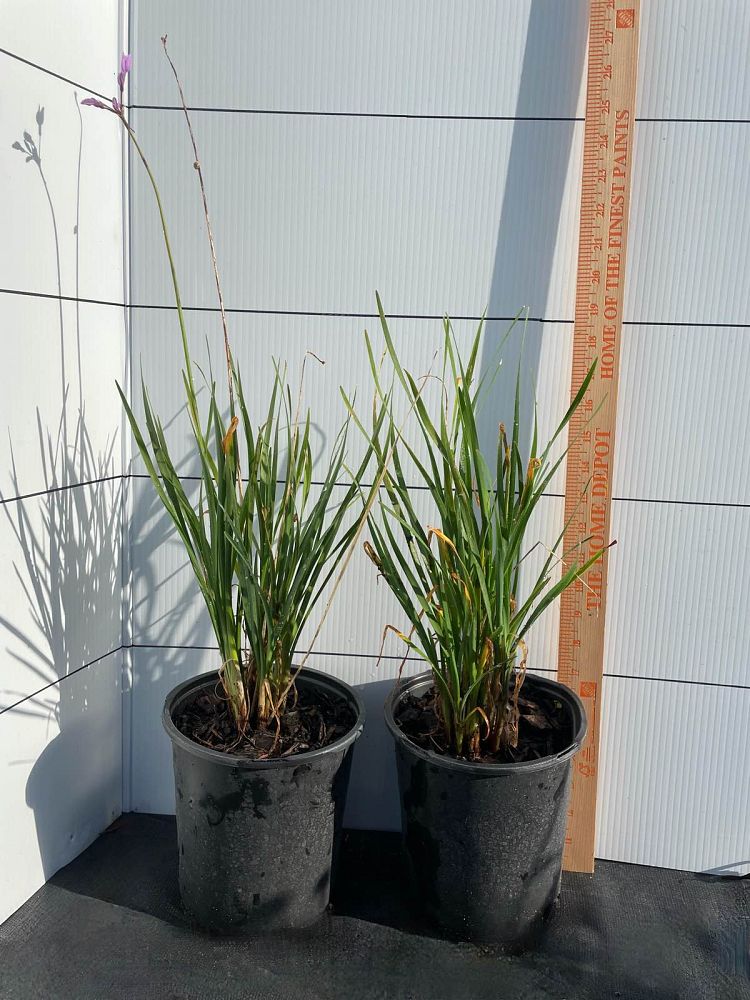 tulbaghia-violacea-society-garlic