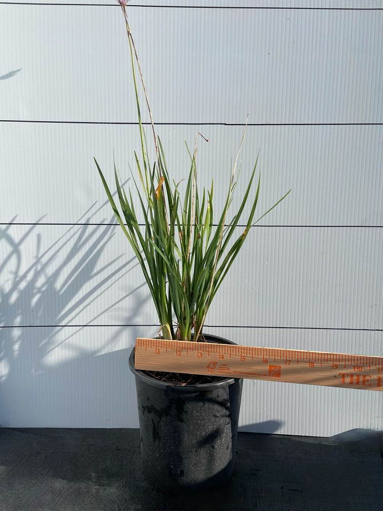 tulbaghia-violacea-society-garlic
