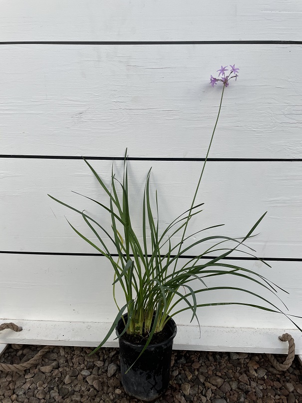 tulbaghia-violacea-society-garlic