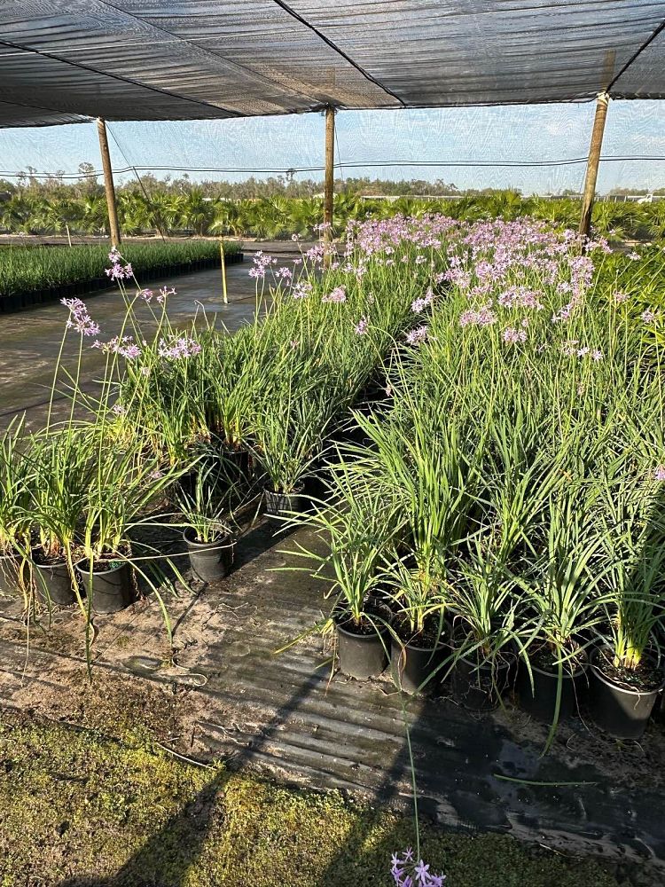 tulbaghia-violacea-society-garlic
