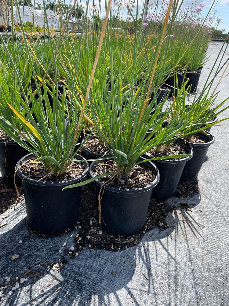 tulbaghia-violacea-society-garlic