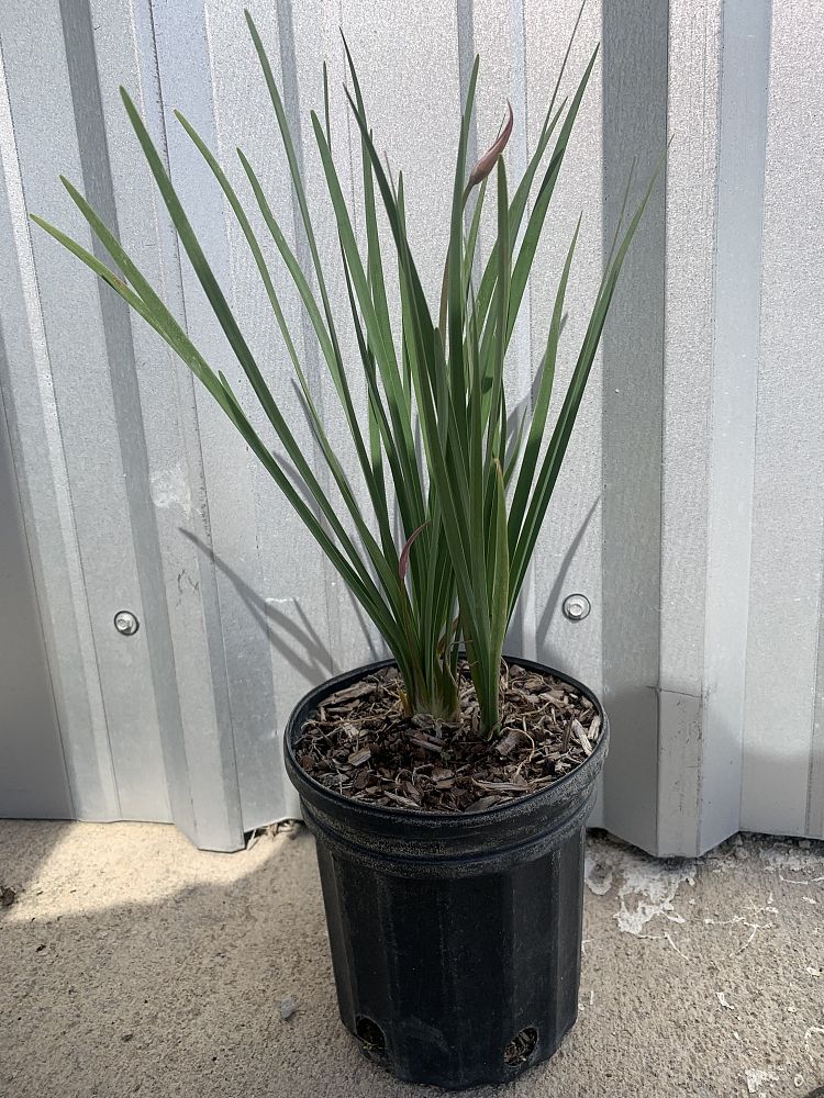 tulbaghia-violacea-society-garlic