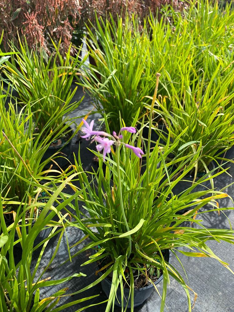 tulbaghia-violacea-society-garlic