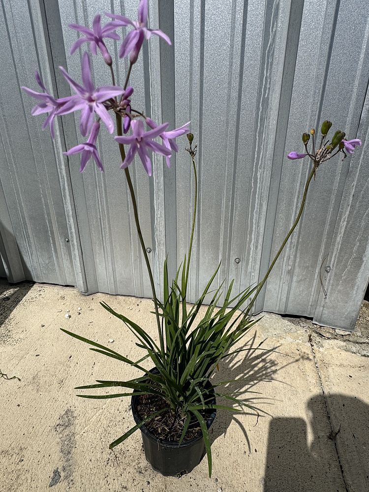 tulbaghia-violacea-society-garlic