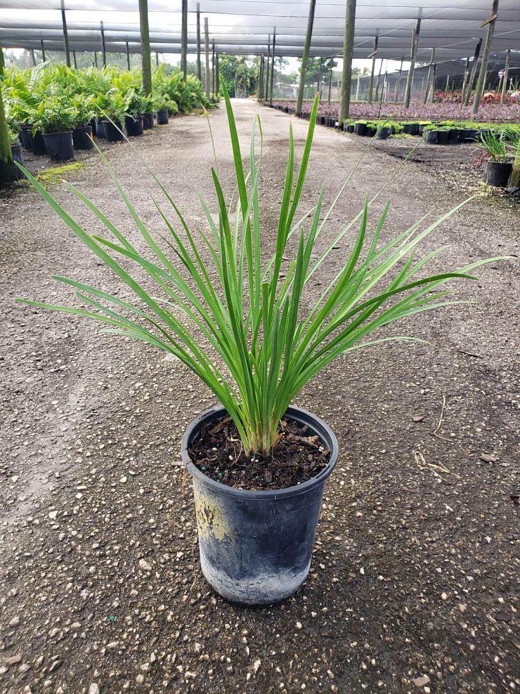 tulbaghia-violacea-society-garlic