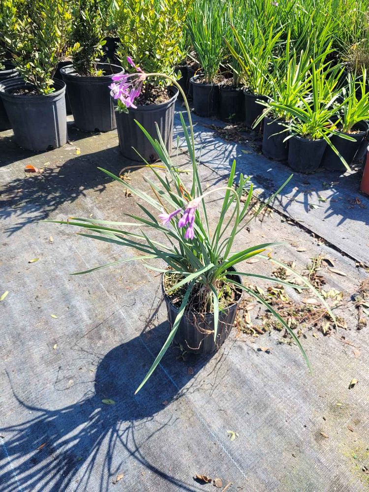 tulbaghia-violacea-society-garlic