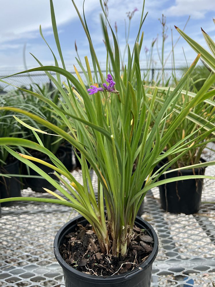 tulbaghia-violacea-society-garlic