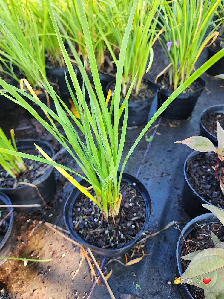 tulbaghia-violacea-society-garlic