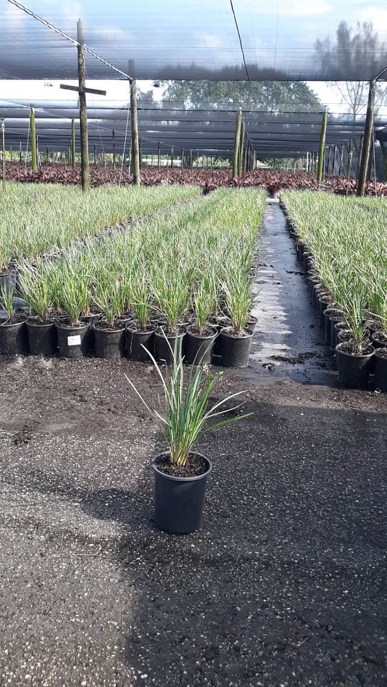 tulbaghia-violacea-society-garlic