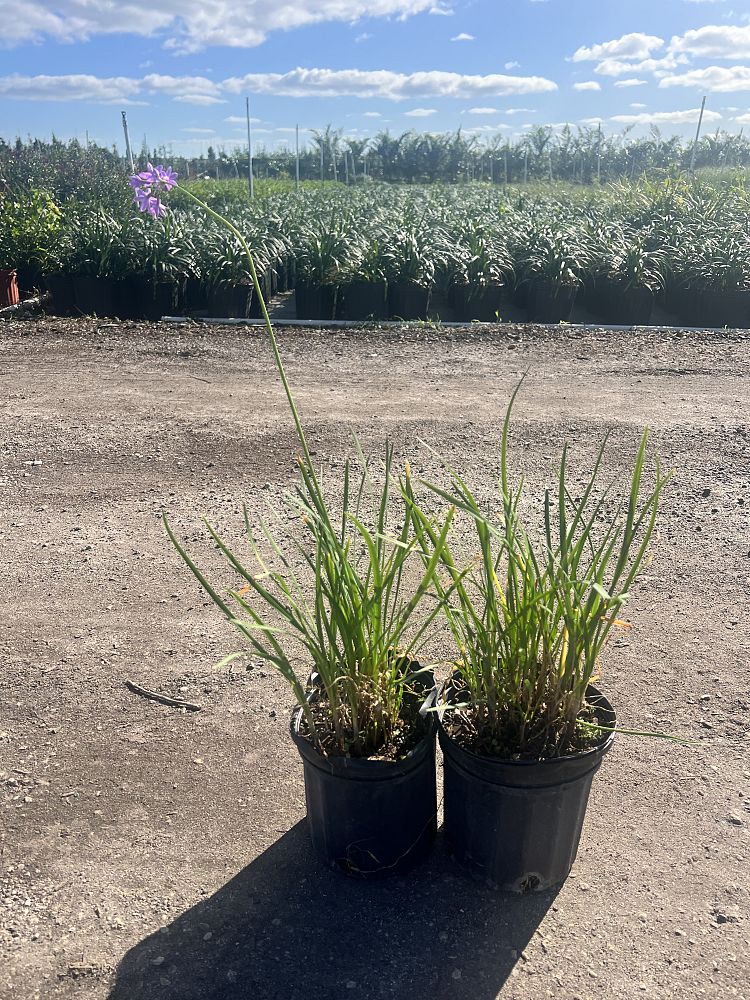 tulbaghia-violacea-society-garlic