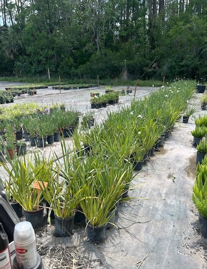 tulbaghia-violacea-society-garlic