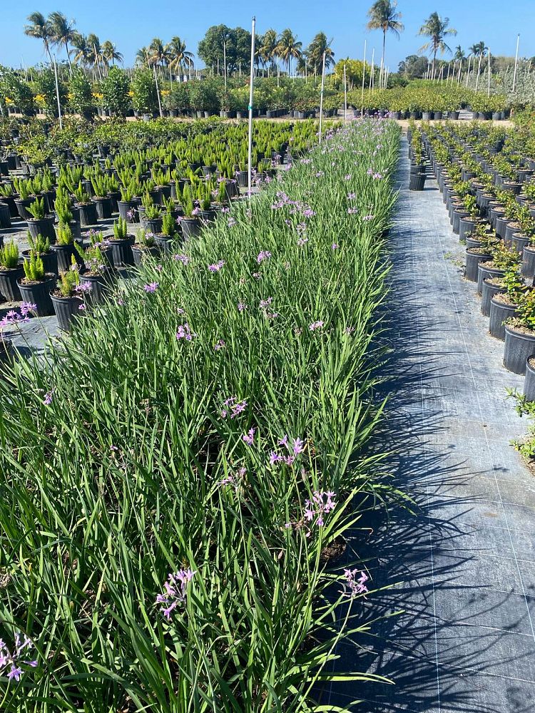 tulbaghia-violacea-society-garlic