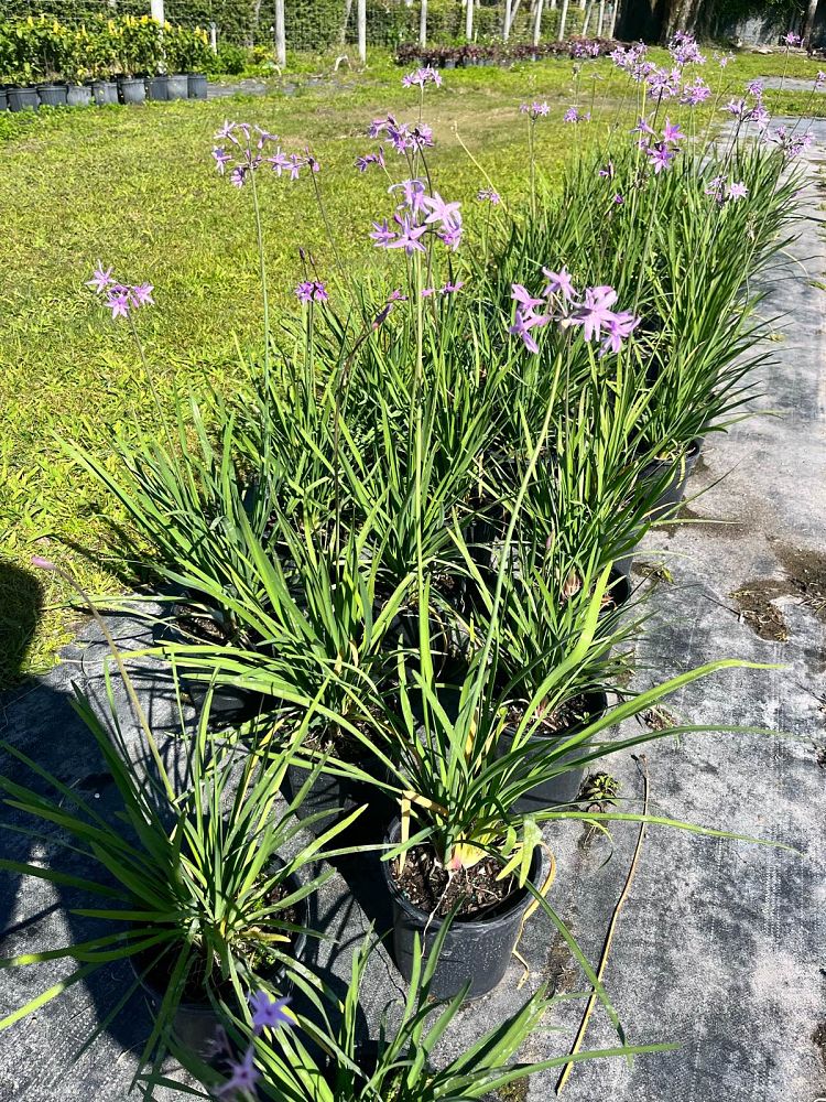 tulbaghia-violacea-society-garlic