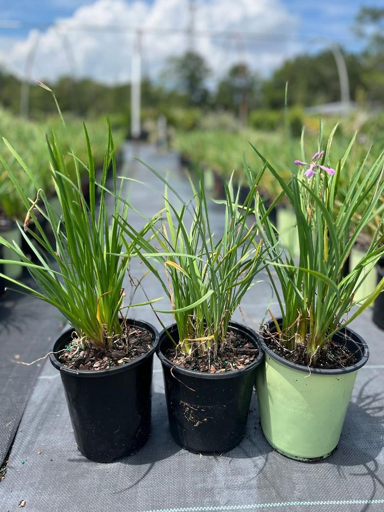 tulbaghia-violacea-society-garlic
