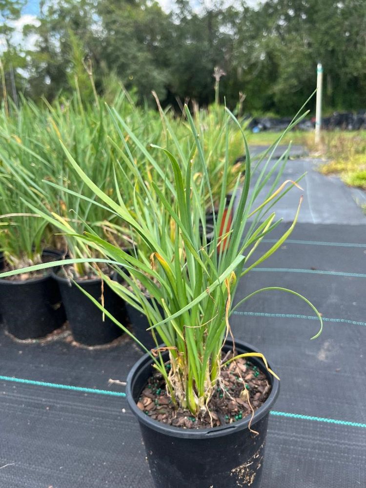 tulbaghia-violacea-society-garlic