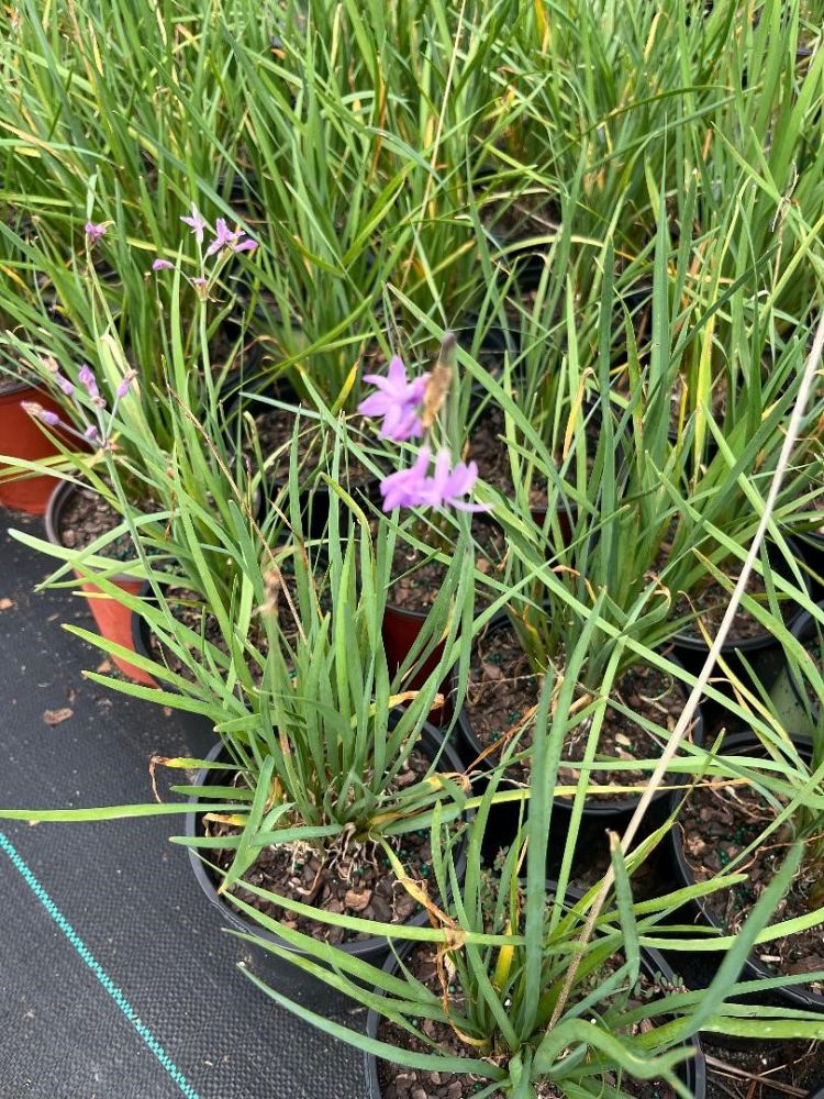 tulbaghia-violacea-society-garlic